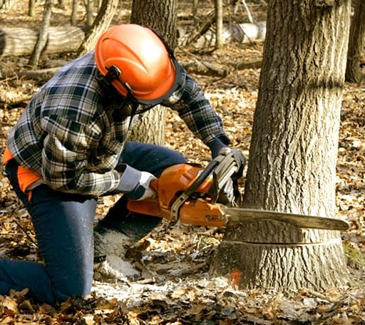 Tree Removal in Rochelle, IL